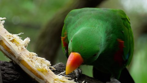 Eclectus parrot eat sugar cane