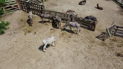 Donkey farm. Aerial drone view flight over many donkeys in corral on donkey farm on sunny day. Domestic rural animals in village. Herd of livestock and domestic animal grazing in paddock in summer
