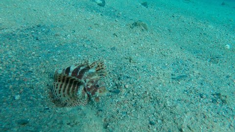 Zebra fish sitting on sandy bottom. Zebra Lionfish, Red Sea Dwarf Lionfish or Zebra Turkeyfish - Dendrochirus zebra, Dendrochirus hemprichi. Slow motion. Red sea, Egypt