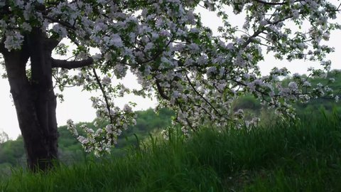 A branch of a blossoming apple tree sways in the wind. Flying bees and petals. Beautiful apple tree flowers in spring.