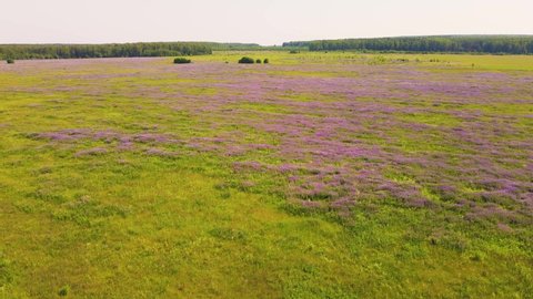 Purple lupins bloom beautifully in an endless meadow, aerial view. Colorful footage, videophone for intros, inscriptions, titles, interruptions, transitions. The concept of beauty in nature. UHD 4K.