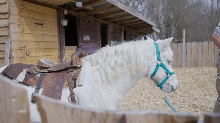 a little white horse ready for a ride