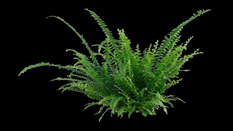 Fern In The Wind - Isolated With Alpha Channel