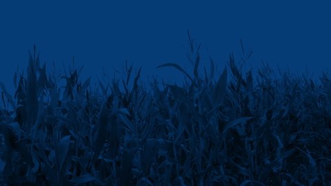 Wind Blowing Corn Field At Night