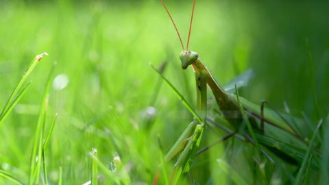 Close-up of a praying mantis on green grass. Praying mantis is an insect that belongs to the order Mantodea