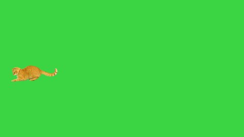 Orange tabby cat running by after something on a Green Screen, Chroma Key.