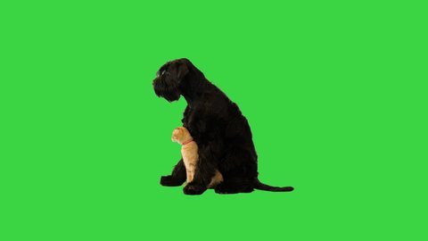 Giant Schnauzer and a cat sitting together on a Green Screen, Chroma Key.