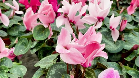 Movement from a close-up of pale pink cyclamen to a general plan of many bright cyclamen of different shades in flower pots in a greenhouse