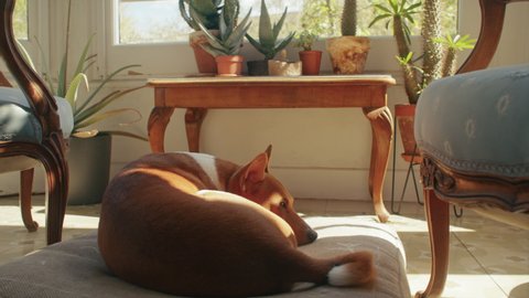Pure breed basenji dog, pet has a rest, sleep in ethnic bed, enjoying life at home in cosy sunny room with cosy hygge plants and garden view on background. Slow living concept, siesta lifestyle