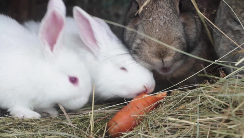Pet owners. Feeding domestic rabbits on the farm.