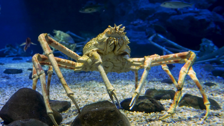 The giant Japanese spider crab under the water. High quality 4k footage Royalty-Free Stock Footage #1089522553
