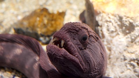 Moray eel with a huge teeth in a wild nature.