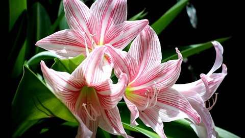 the beautiful pink amaryllis flowers in the garden, with a gentle breeze.