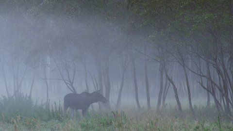 A big elk female goes through the meadow. Autumn landscape.