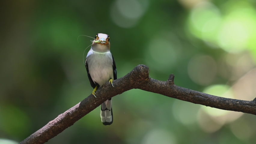 Silver-breasted Broadbill, Serilophus lunatus, Kaeng Krachan National Park, Thailand, a female with an insect in its mouth looking around and delivers the food to it nestlings.