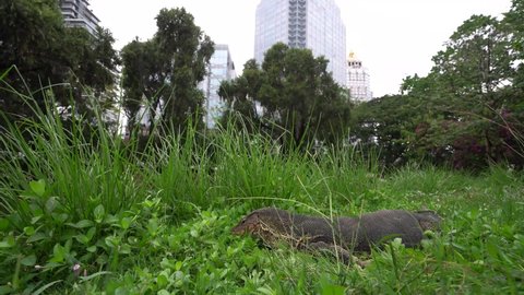 Hunting Malaysian Monitor Lizard At Lumpini Park, Bangkok, Thailand. - Static