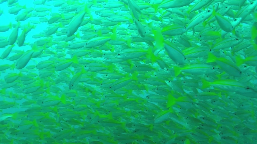 Fish flock, yellow tail fish. Underwater view of sea fauna. Snorkeling adventure