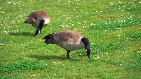 Couple of brown canadian geese grazing on grass field during beautiful sunny day,close up (Branta Canadensis)