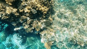 Coral reef and beautiful fish. Life in the ocean. Tropical fish and coral reefs. Beautiful corals. Underwater life in the ocean. Minimal video processing. Natural environmental conditions.