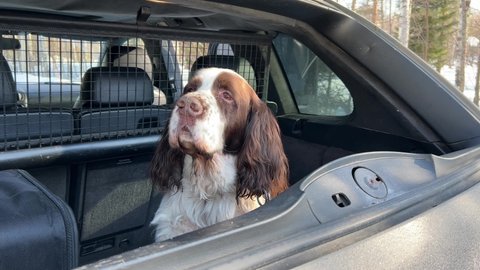English springer spaniel sitting in the back of an open-top car. Breed of hunting dogs