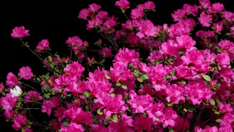 Time lapse footage of blooming pink Rhododendron simsii Planch flowers(Indian Azale or Sims's Azalea) from buds to full blossom isolated on black background, 4k video studio shot.