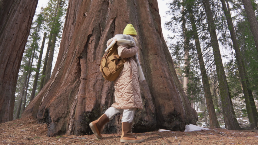 Slow motion low angle woman traveler walking around largest tress in the world in Sequoia National park, Sierra Nevada mountains in California, Northern America. Cinematic shot on RED camera in 6K