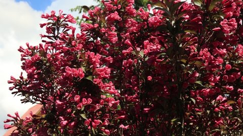 Bright pink flowers and buds of the Weigela Ruby Queen shrub against the blue sky