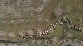 Flock of Sheep Drone Video, Eastern Anatolia Elazig Turkey