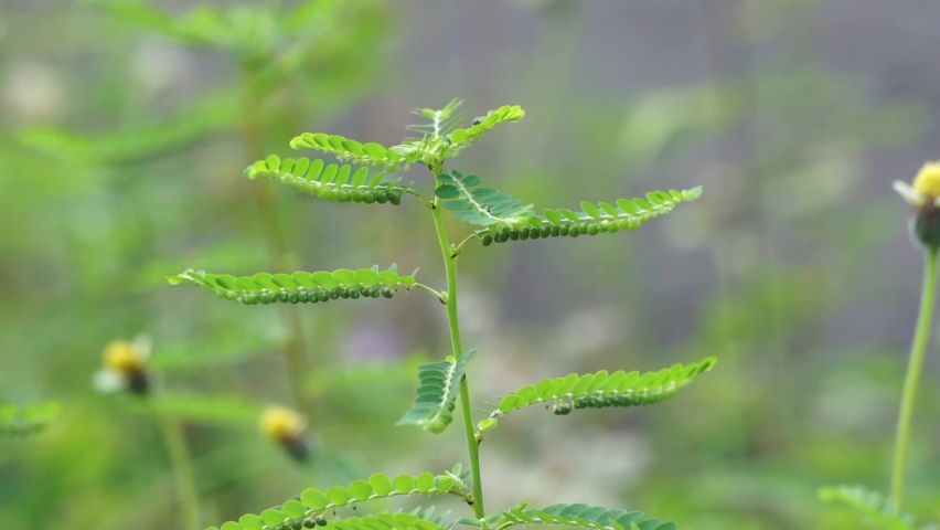 Phyllanthus urinaria (meniran, chamber bitter, gripeweed, shatterstone, stonebreaker, leafflower) with a natural background. The leaves are large at the tip and smaller towards the petiole. Royalty-Free Stock Footage #1089528219