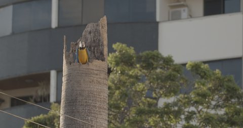 Macaw in nest inside the city. beautiful video of macaws living in the city. wild life. arara macaw or arara caninde.