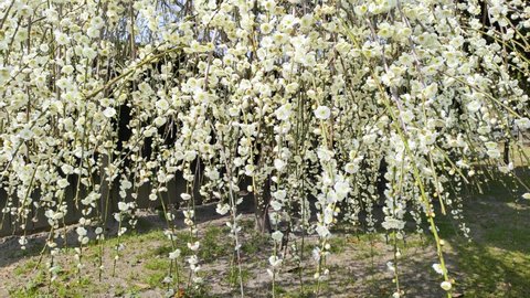 White weeping plum in full bloom, tilt