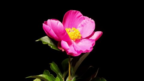Time lapse of red Chinese herbaceous peony growing blossom from bud to full blossom isolated on black background, 4k footage studio shot.