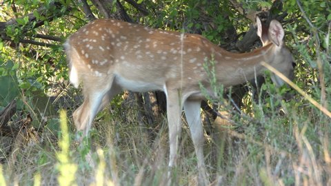Baby white-tailed deer faun eat leaves off a tree