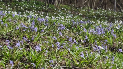 Wild flowers blooming in the forest. Insects pollinate wild flowers on the meadow. Anemone, squill and pilewort wildflowers. Beautiful nature. Spring sunny day in blossoming forest.