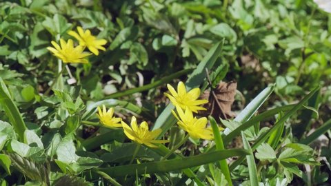 Wild yellow flowers blooming in the meadow. Ficaria verna commonly known as lesser celandine or pilewort flowers on the forest.  Spring sunny day in blossoming forest in eastern europe.