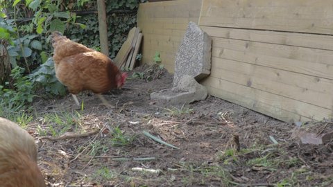 Brown chickens scratching and pecking ground on farm while foraging for food. Domestic animal bird