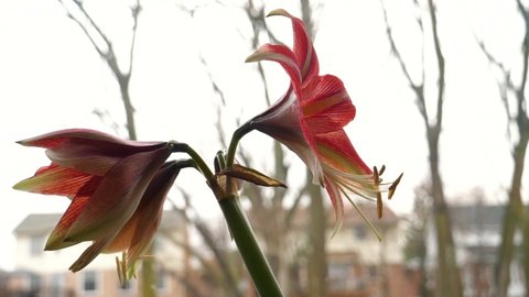 Two Red Amaryllis Flowers in Bloom, Side Profile on Bright Spring Day