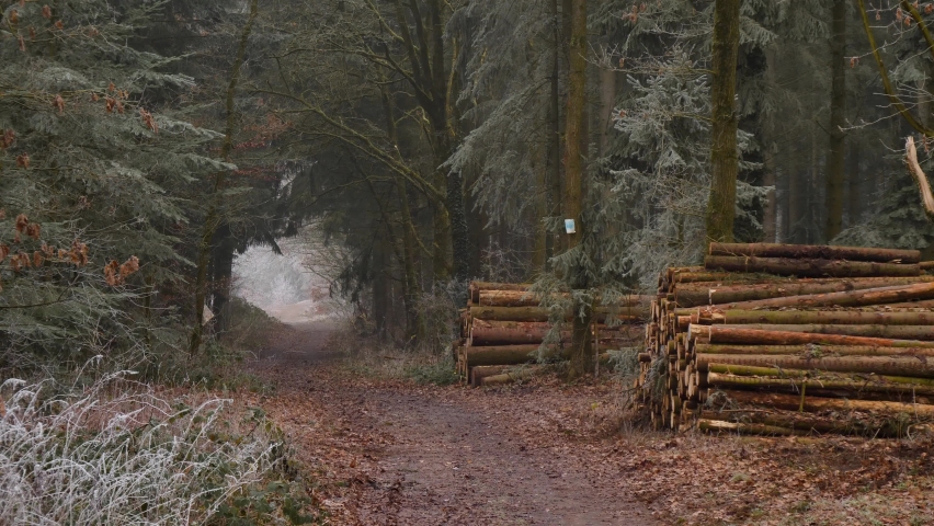 Path through a forest with piles of wood in winter