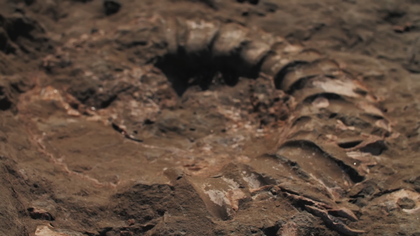 large stone ammonites extinct molluscs