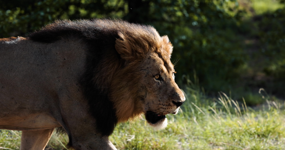 Epic cinematic male lion walking in Wild Africa on safari tourism, Slow motion. Big Cats, dominant male, head of the pride group. Powerful yet Graceful leader. High-quality 4k footage | Shutterstock HD Video #1089534241