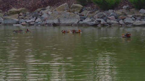 Ducks of various breeds swim on a small lake in the park