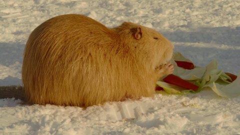 Close-up, a red muskrat gnaws on vegetables sitting in the snow in the park illuminated by the setting sun