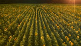 Sunflower plantation in the evening light, taken from a drone. Footage from a bird's eye view. Location place agrarian region Ukraine, Europe. Cinematic shot. Filmed in UHD 4k video. Beauty of earth.