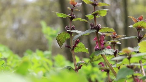 Blooming nettle in the forest, close-up shot with selective focus. Park or forest in spring, nature