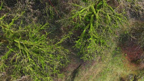 Tree in subtropics completely entangled in evergreen climbing liana. Ivy (lat. Hedera helix) is an evergreen climbing shrub. Drone view