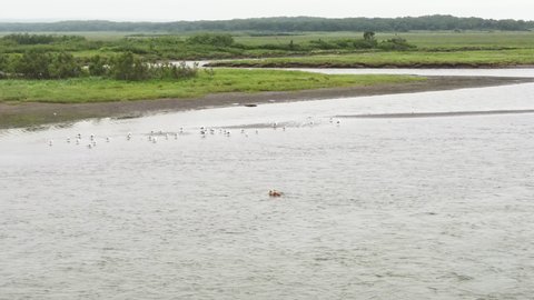 A brown bear swims across a river in Kamchatka. Wild bears in their natural environment. Drone view. The largest land predator, including bears in the world