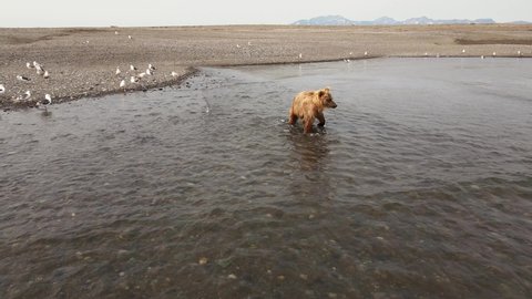 Kamchatka brown bear (lat. Ursus arctos piscator) runs along the ocean and tries to catch fish. Drone view. Concept of wild animals in nature