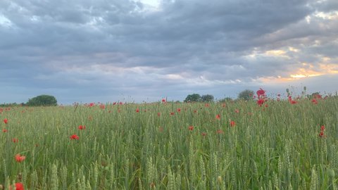 A field of wheat and red poppy flowers, green wheat against the backdrop of menacing sunset clouds. wild poppy flowers among the field. Cereal crops in the process of maturation, new harvest
