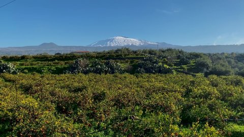 Shooting of citrus groves, vineyards, prickly pears, cherry trees, typical house on the slopes of Etna in Sicily. Sicilian hinterland countryside. Etna. Flowering almond tree. Typical house with grain