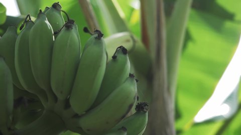 green bananas on banana tree. banana plantation, commercial agricultural facility, tropical climate. horticulture industry. banana export, banana growing. humanitarian crisis, climate change, drought